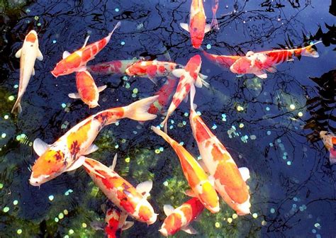 鯉魚 顏色|錦鯉文化中錦鯉的花色、分類與挑選標準，每條好錦鯉。